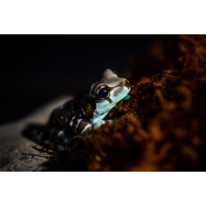 Ranita de leche - Rachycephalus Resinifictrix